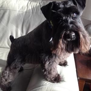 Meet your Posher, Shirley